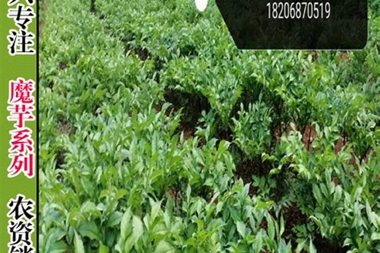 苹果用什么水溶肥好