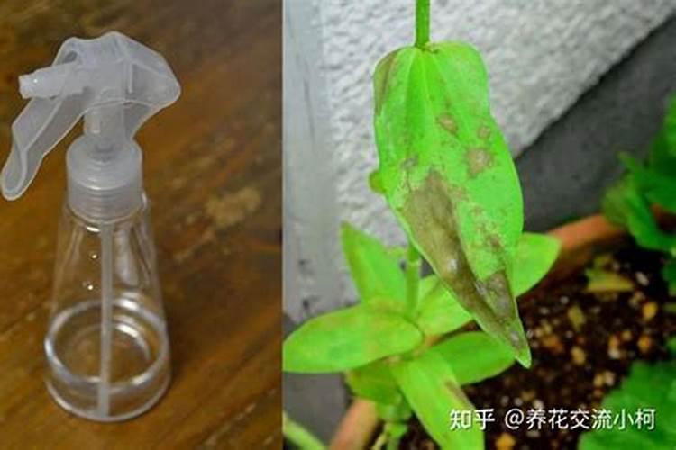 怎样用小苏打防治白粉病