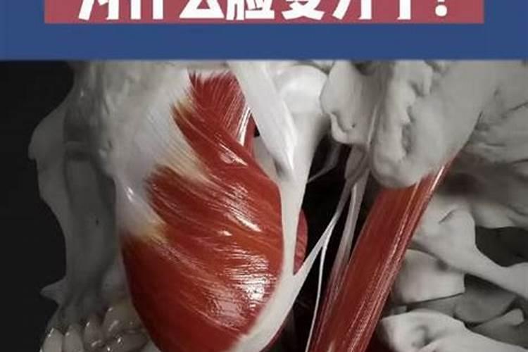 西葫芦育苗技术西葫芦怎么施肥养殖