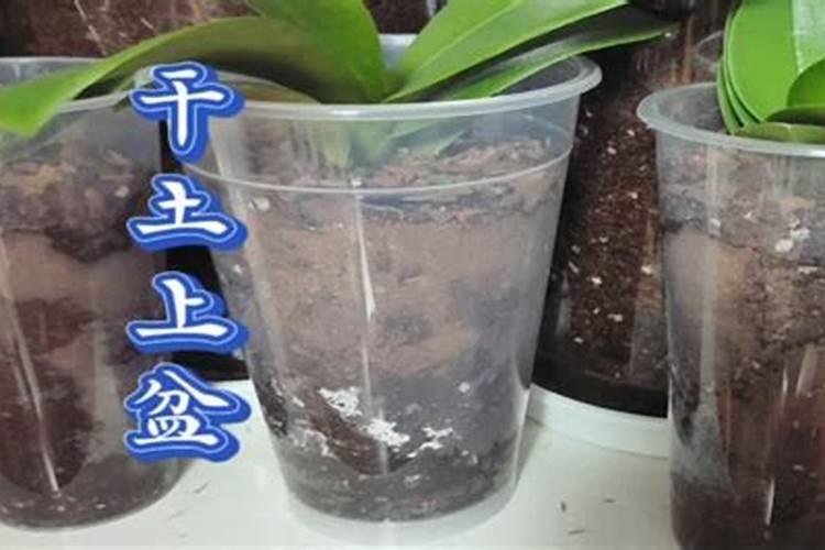 李子树什么时候打药？打什么药最 有效呢？？？