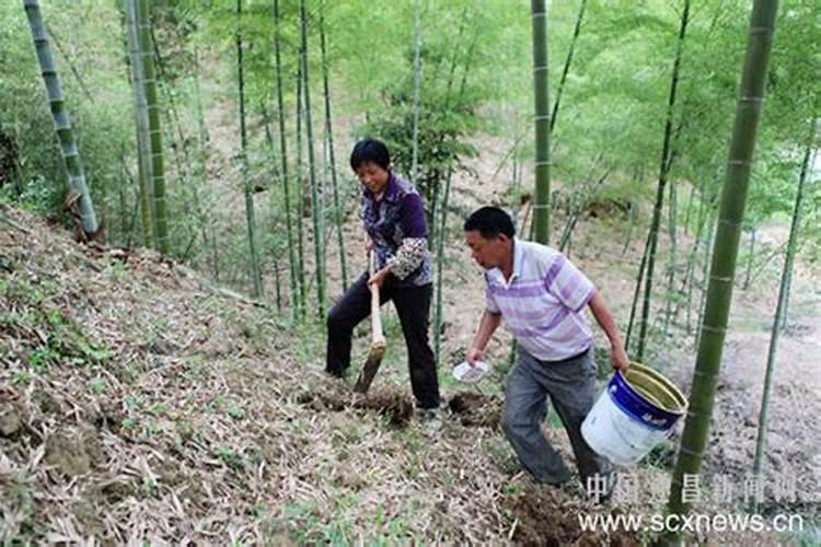 竹子叶子发黄怎么补救,防晒及时浇水追施肥
