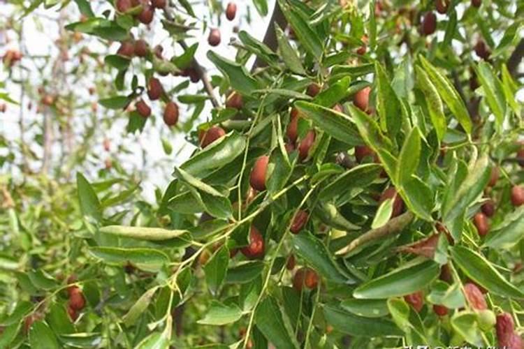 锌肥的作用及使用方法有哪些？