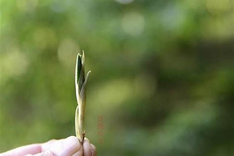 30斤水放多少硼肥
