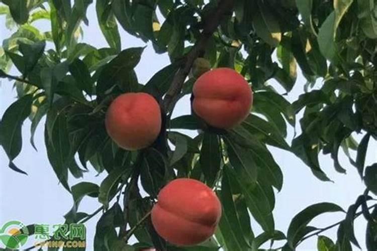 兰花刚上盆什么时候施肥好