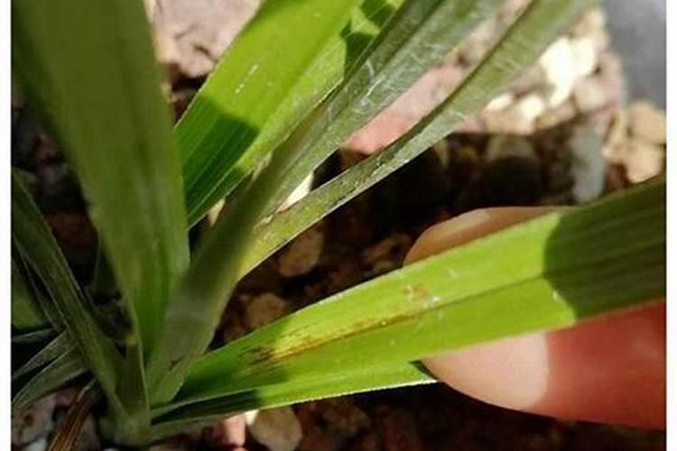 芒果树为什么不开花