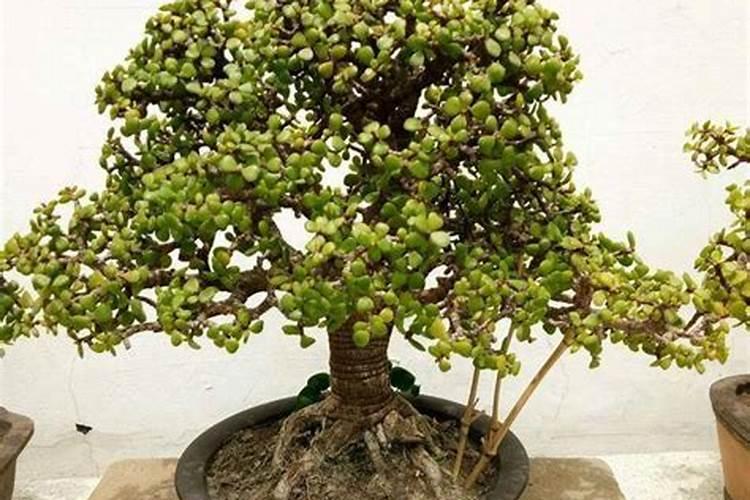 芸苔素用多了对植物有影响吗