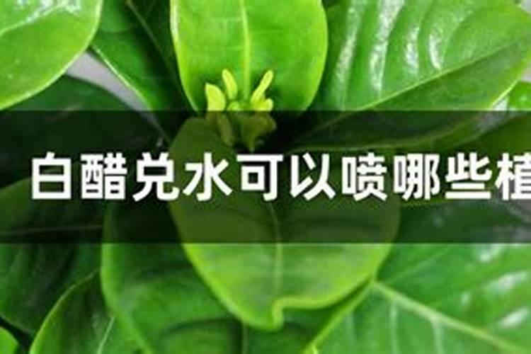 白醋浇韭菜正确方法
