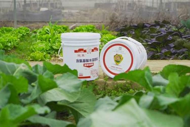 水稻施磷酸二氢钾叶面肥需要作水吗？打叶面肥排干水吗