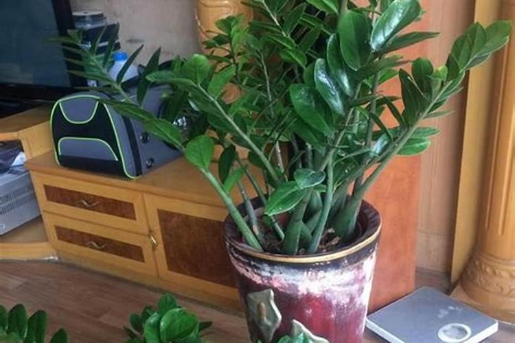 兰花开花期间施什么肥
