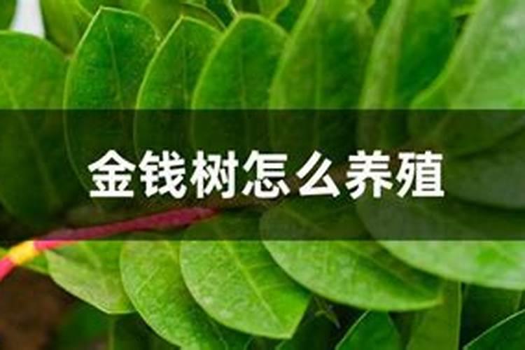 金钱树施肥用什么肥料好又旺 适合用什么肥料