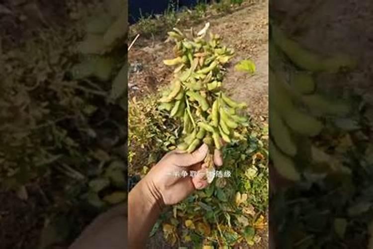 煮熟的豆子能做花肥吗 煮熟的豆子还能做肥料吗