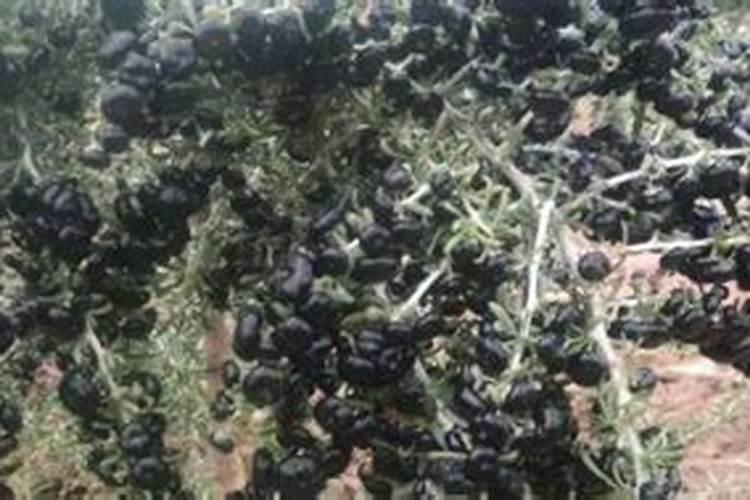 小树苗用什么肥料长得快