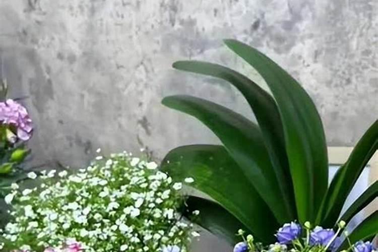 氮肥会对葡萄树烧根吗