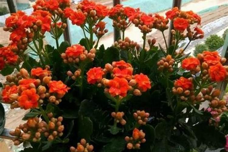 长寿花需要什么肥料
