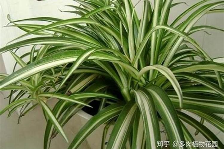 洁悠神杀菌喷剂好用吗？