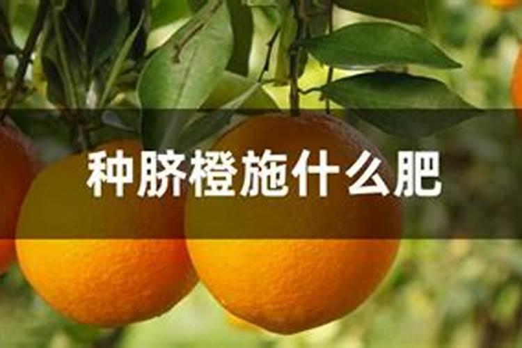 霜冻适合插秧吗