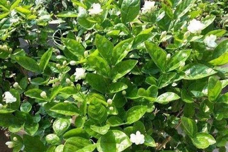 风车茉莉的施肥方法什么肥料好？