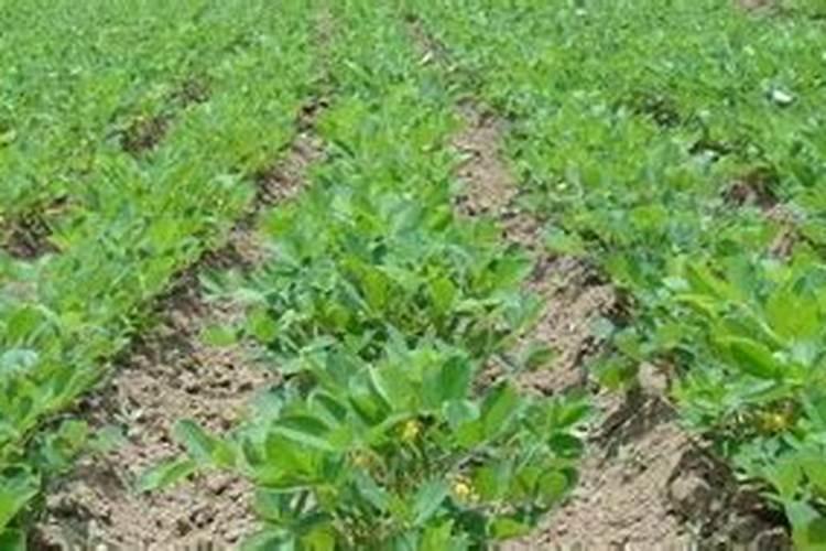 花生后期喷什么叶面肥最好