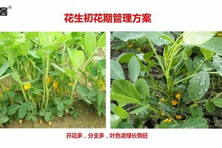 花生需要施什么肥结果多