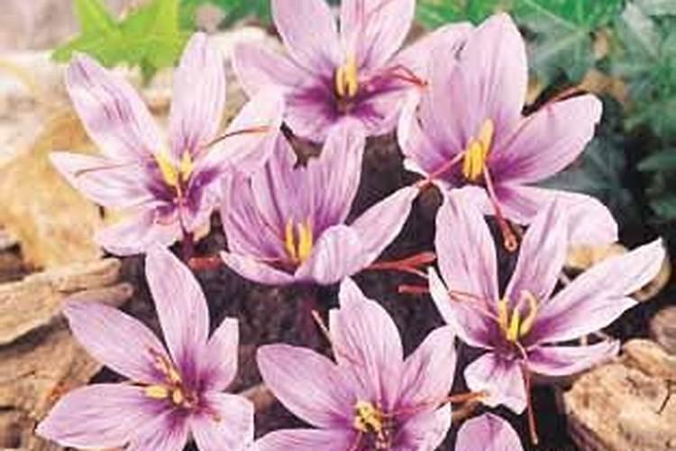 红花是什么花？