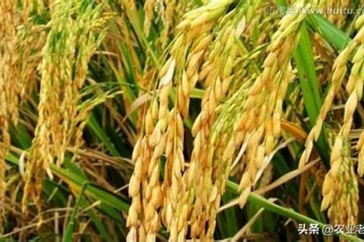 硅肥在水稻喷施最佳时间 正确使用方法