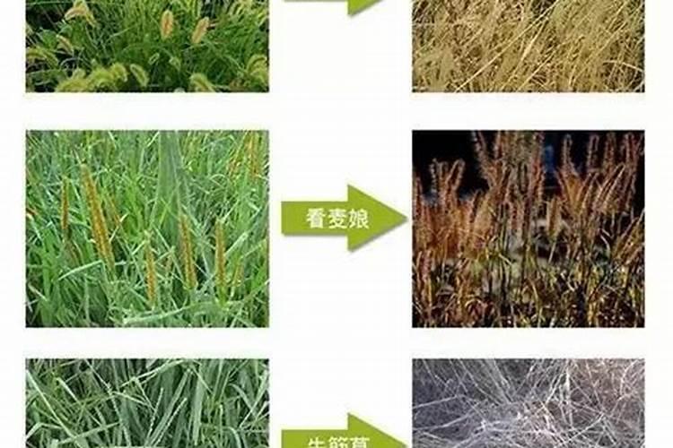 一串红花苗移栽注意事项
