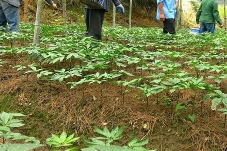 三七子秧开始出苗该施什么肥料