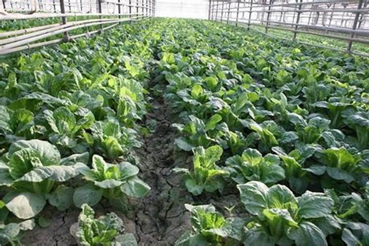 蔬菜施肥的方法和注意事项 蔬菜施肥的方法和注意事项有哪些
