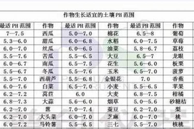 露天油桃怎样提高坐果