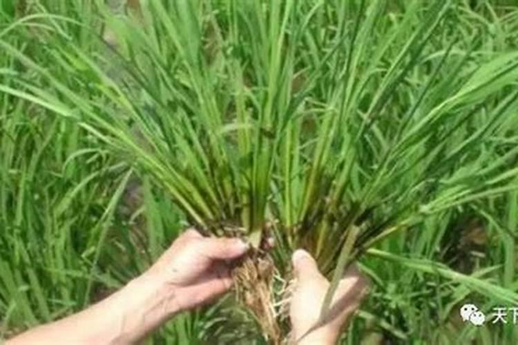 猕猴桃什么时候开花 几月份开花