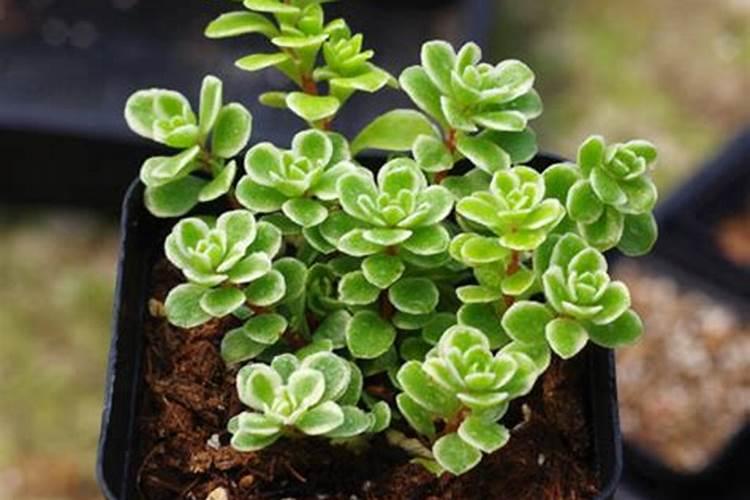 什么是磷肥 磷肥促进植物什么生长