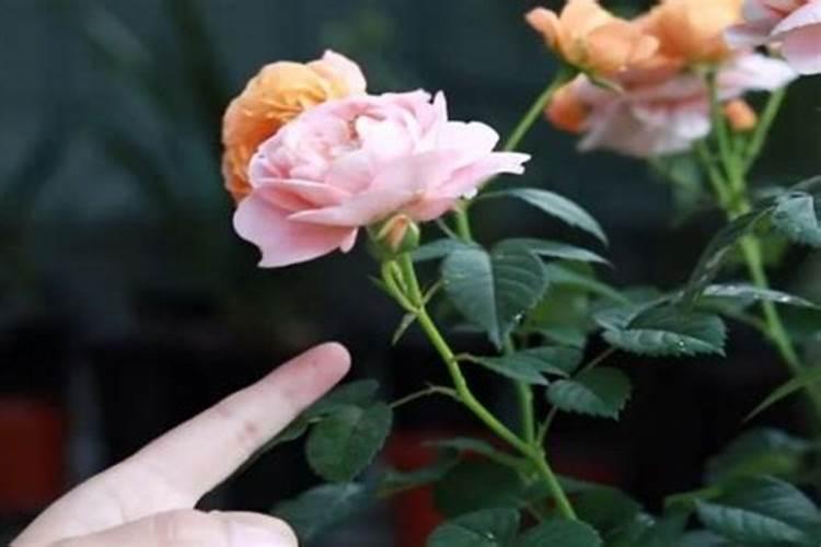 NaBH4和水反应的化学方程式,写上电子转移