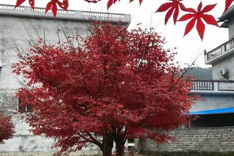 对于桃子不上色的情况用什么药好