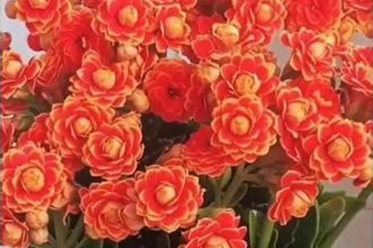 如何让长寿花提前开花