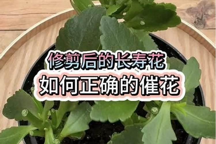 给长寿花施什么肥花开爆盆