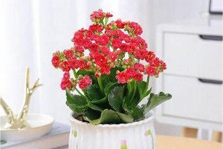 长寿花施肥方法