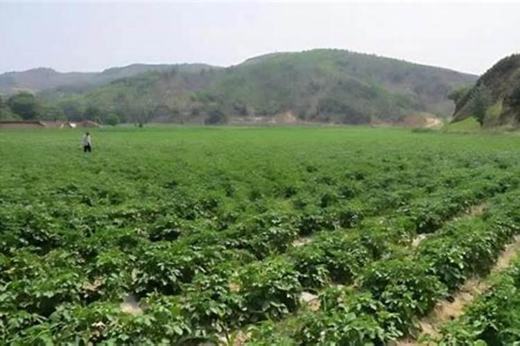 马铃薯用什么配比的底肥？追肥什么时候用最好？每亩多少合适？