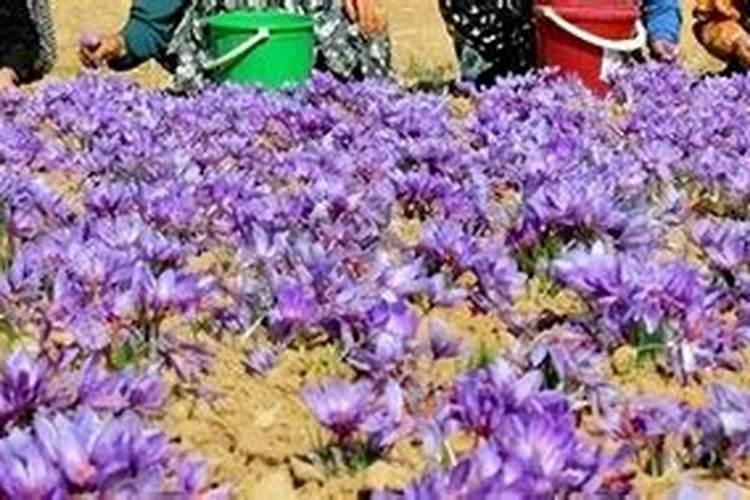 花生播种前多久施加底肥氮磷钾人工合成的复合肥最好？