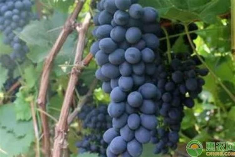 氯化钾可以做肥料吗