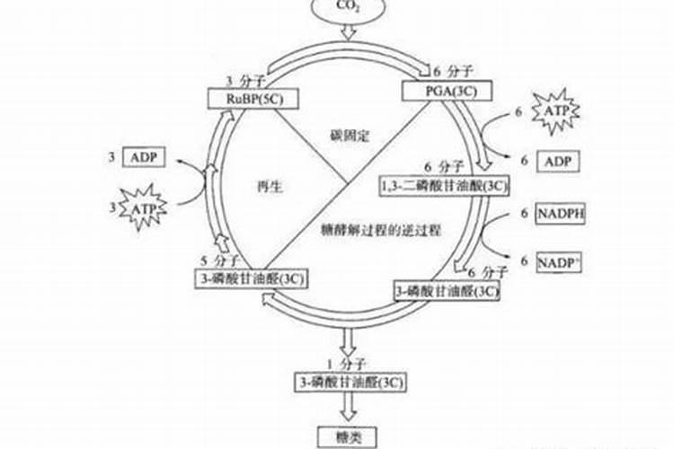 黄腐酸钾厂家