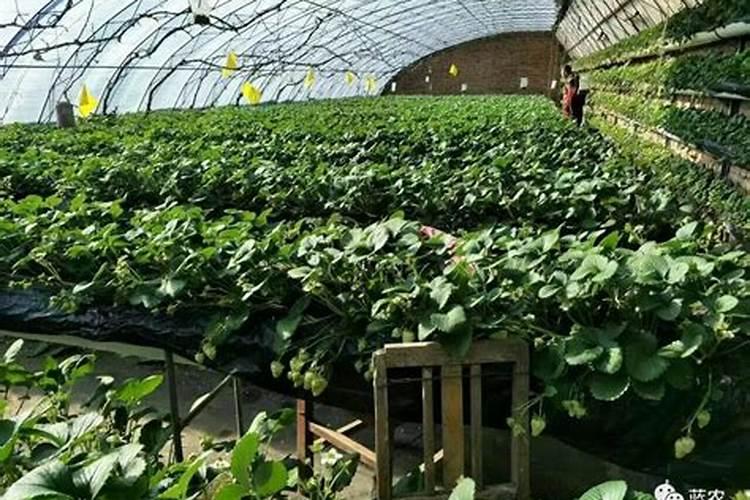 冷棚草莓什么时候定植