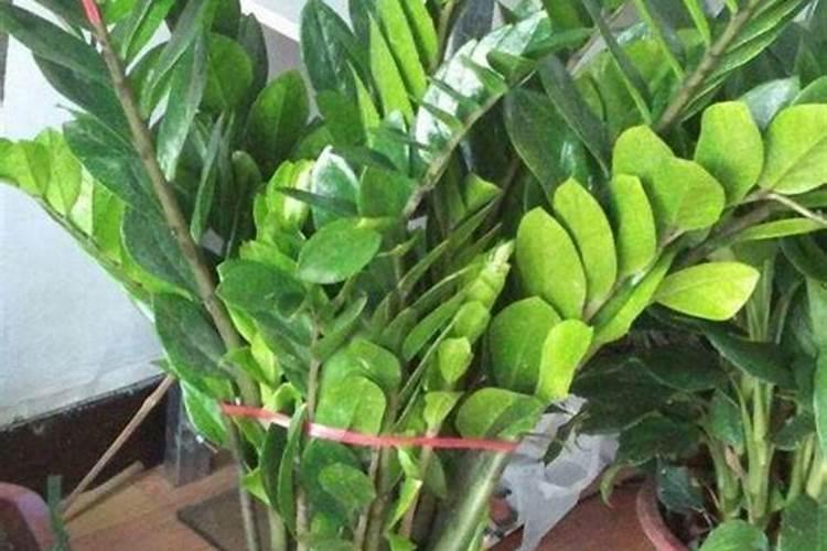 如何种植吊瓜子