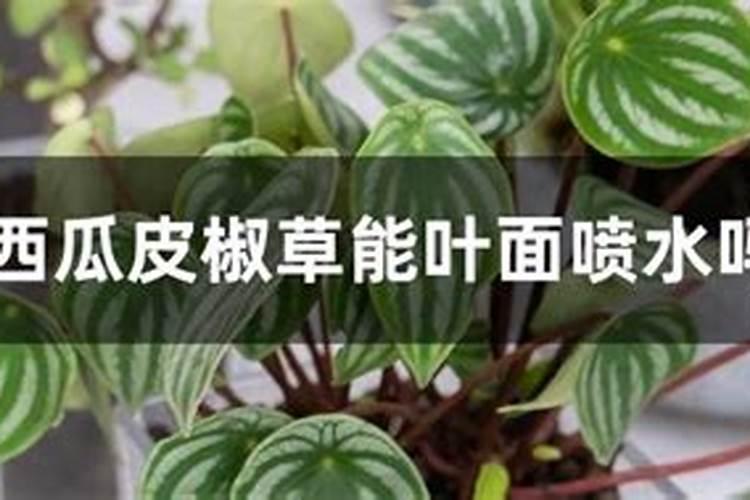 秋艳石榴树耐寒多少度