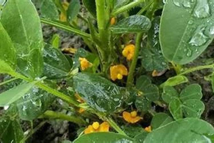 磷酸二氢钾和硼钼叶面肥能用来喷茉莉花吗？