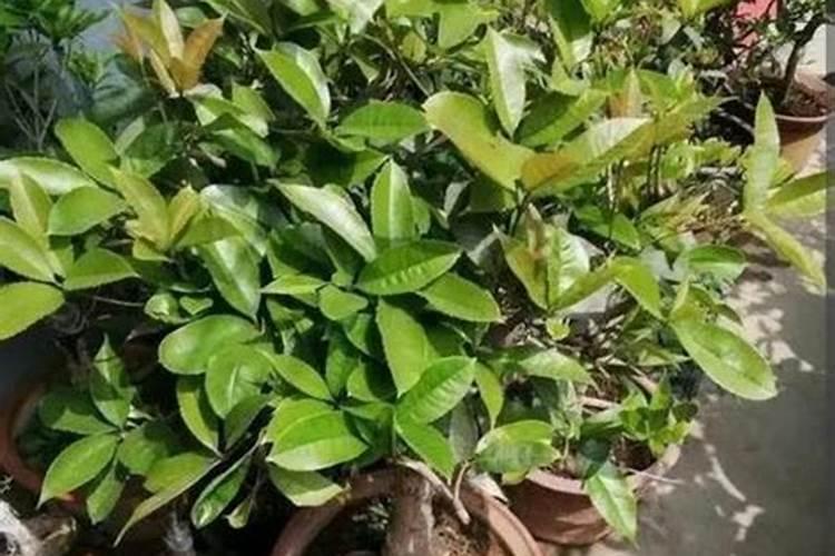 桂花树枝叶少用什么叶面肥能让枝叶茂盛