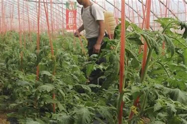 黄花照波怎么施肥