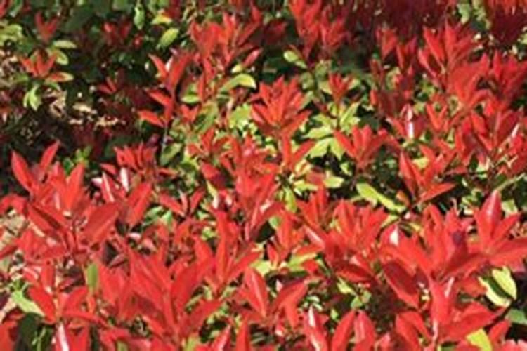 红叶石楠怎样种植成活率高