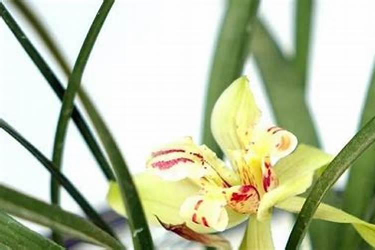 红叶石楠叶面能施磷酸二氢钾吗？