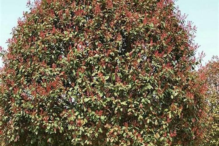 红叶石楠的快速育苗方法