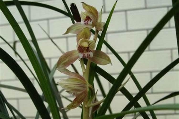 红叶石楠怎样种植成活率高